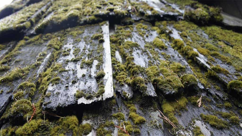 remove and prevent moss on your roof