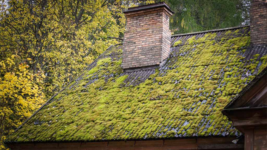 remove and prevent moss on your roof