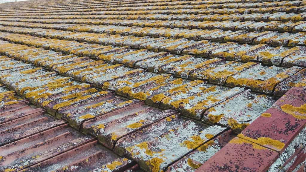 remove and prevent moss on your roof